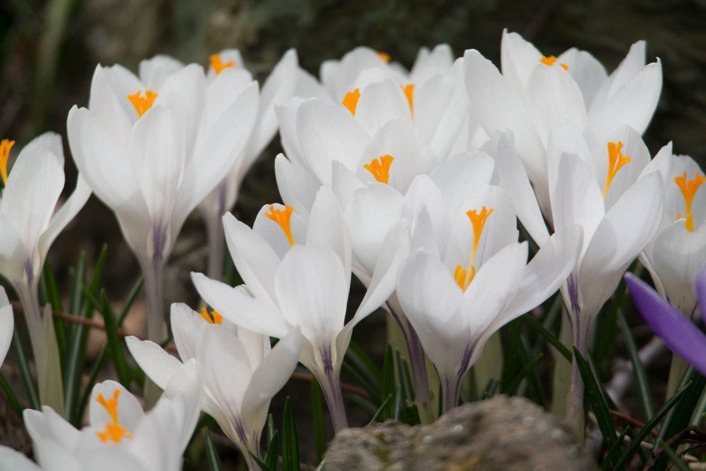 flowers white