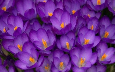 How To Photograph Flowers (Part 1/2)