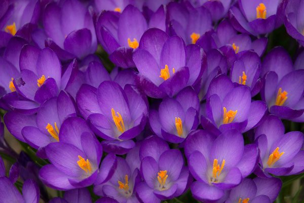 How To Photograph Flowers (Part 1/2)
