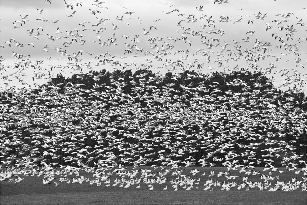 I could have gotten closer to this flock of Snow Geese, but I decided to hang back and use the longest lens I had—300mm. I knew that when they finally flew, the long lens would exaggerate the density of the flock and it certainly did. It also appeared to bring the dark trees in the background closer to the white birds so we could see their individual shapes.