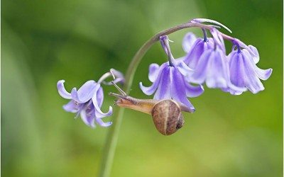 How To Photograph Flowers (Part 2/2)