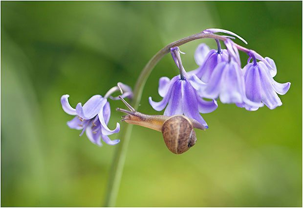 How To Photograph Flowers (Part 2/2)