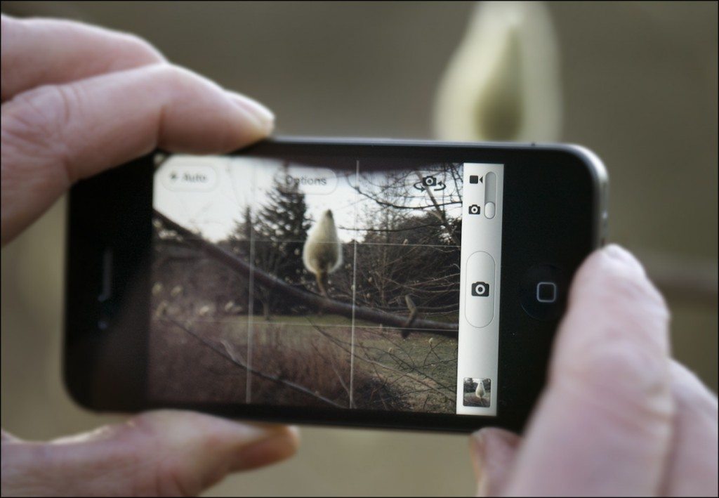 photo_tips_smartphone_limits_iphone_reeds How To Photograph Your Life