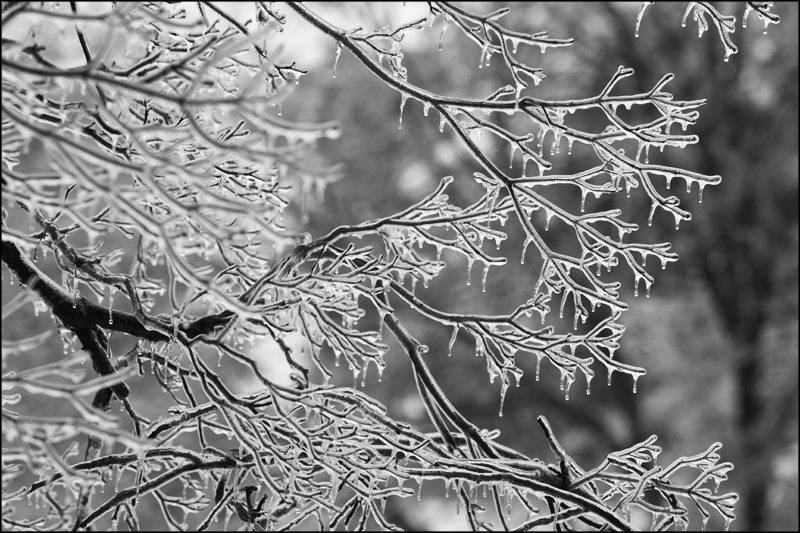 The magic of the ice storm was gone about twenty minutes after I shot this photograph—I was wearing pajamas under my winter coat when I did. Sometimes, that’s what it takes.