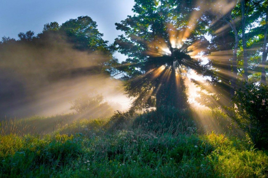 tree with sun light rays