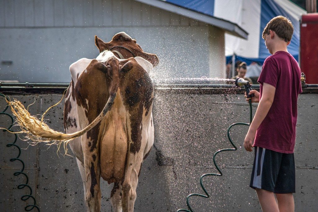 20-20160814-ForCountyFair.ByCindyRinger-86