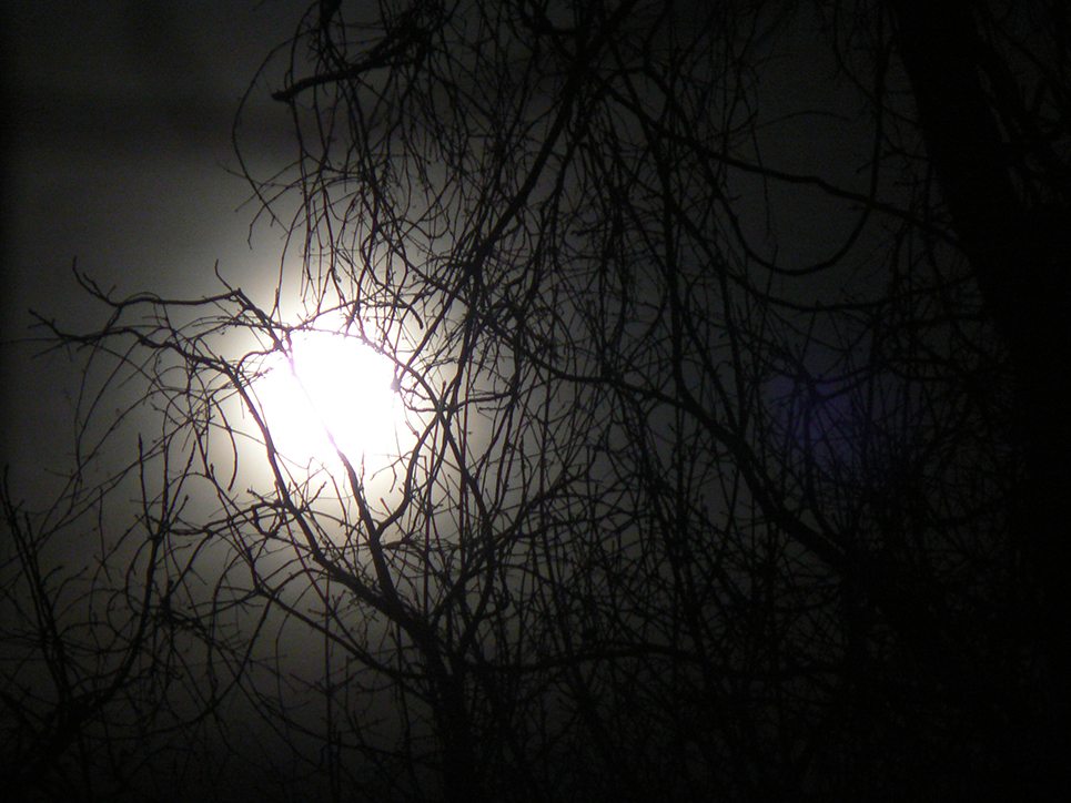 dark_moon_trees-fianl