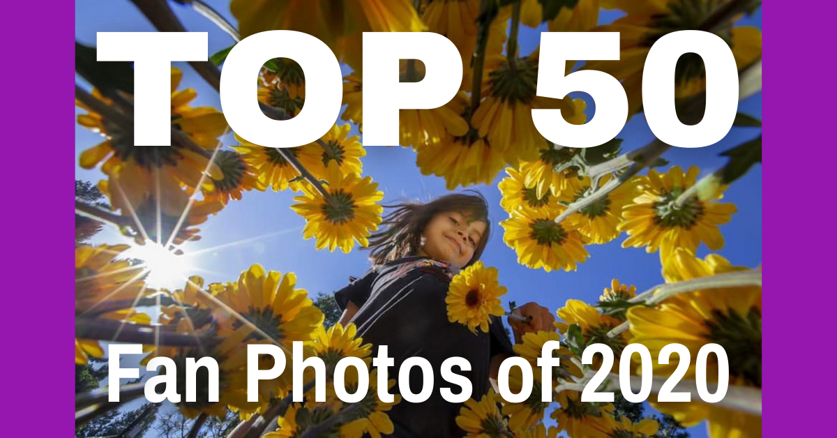 Top 50 Fan Photos of 2020